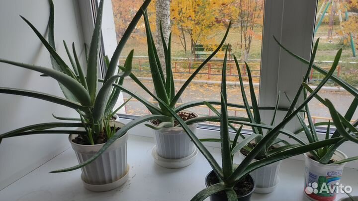 Алоэ лечебный