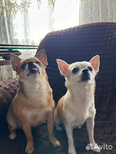 Щенки чихуахуа мини