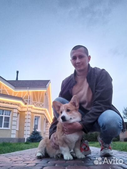 Услуги кинолога