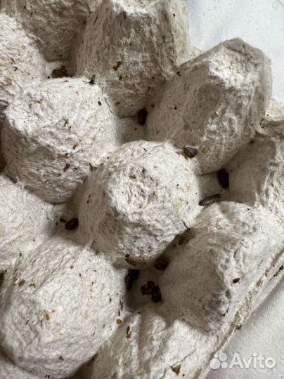 Колония блаптики. Аргентинский таракан