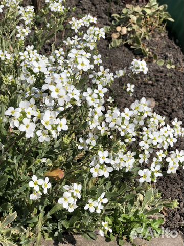 Арабис пестролистный