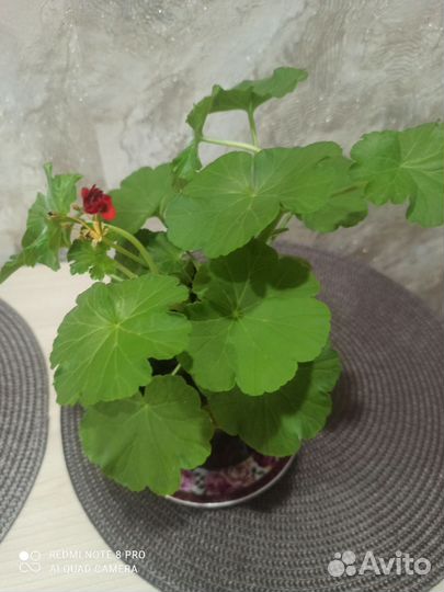 Пеларгония герань