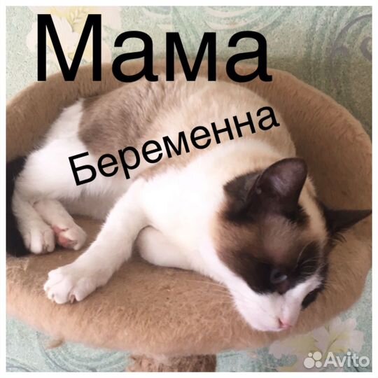 Ждём котят