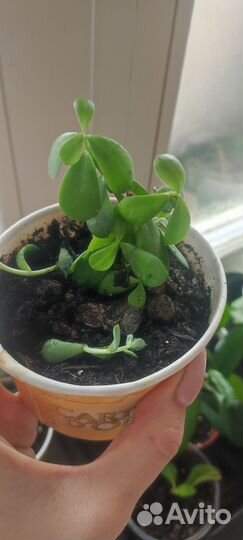 Цветы, суккуленты