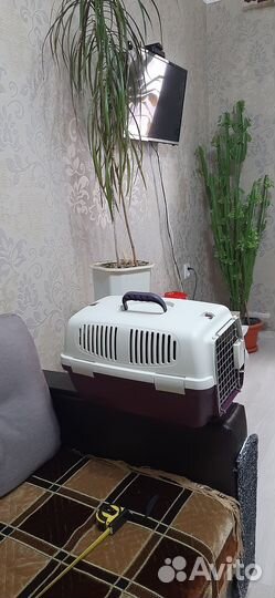 Переноска для кошек пластиковая