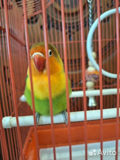 Попугай неразлучник с клеткой