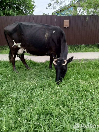 Дойные коровы