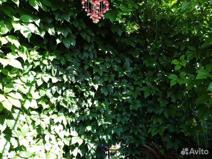 Саженцы 5-листовый девичий виноград