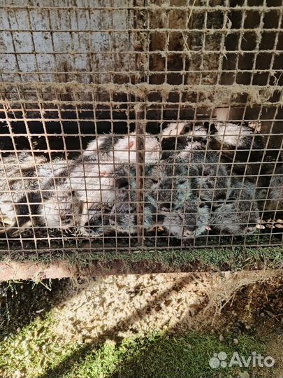 Нутрии малыши