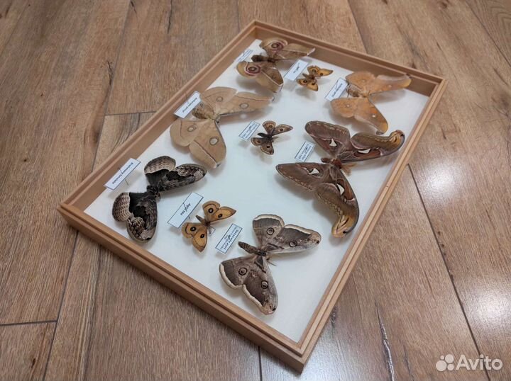 Коллекция ночных бабочек сатурний