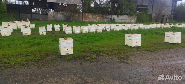 Продается пасека