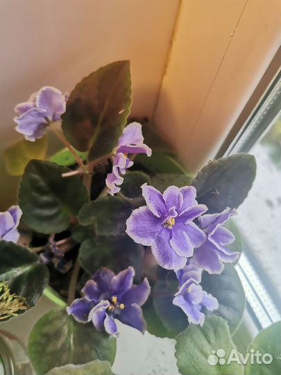 Сортовые фиалки