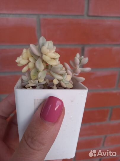 Граптопеталумы 'Mendozae' и ' Ellen' var