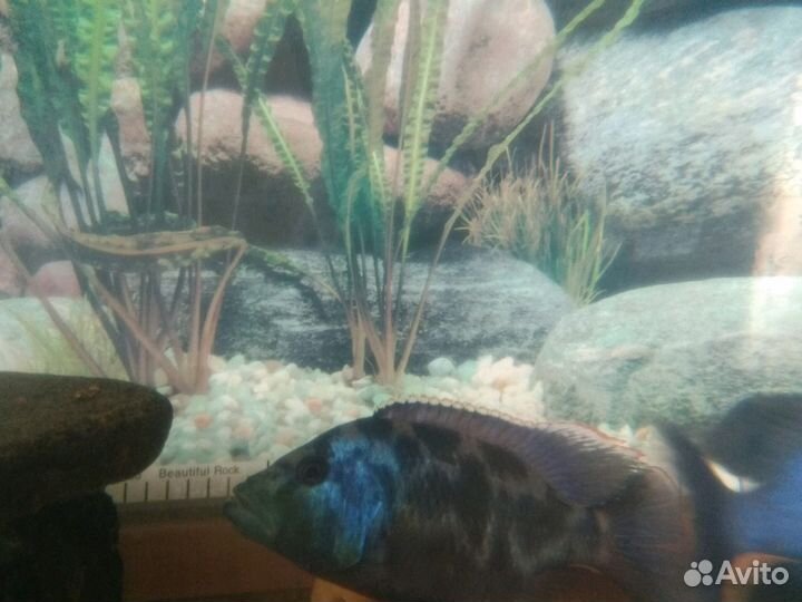 Мальки малавийских цихлид от разводчика