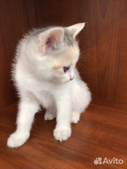 Котята бесплатно