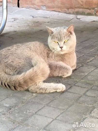 Котята британские