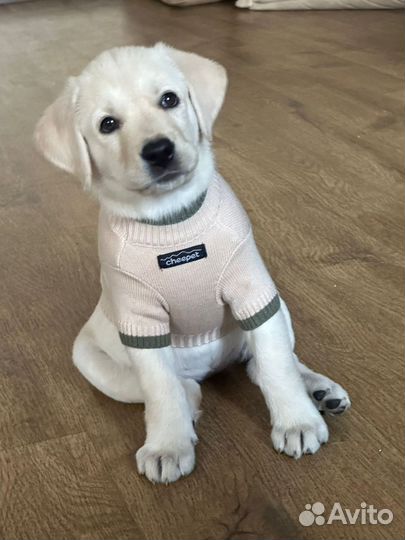 Чистокровные лабрадоры