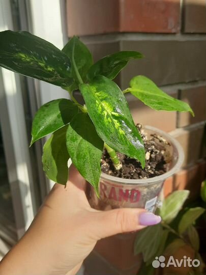 Комнатные растения