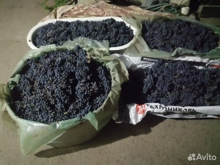 Виноград на вино