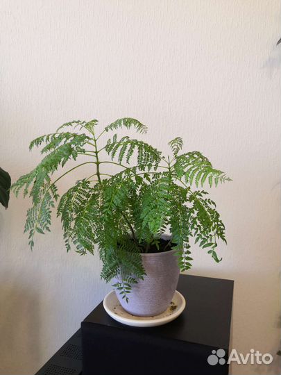 Неприхотливые комнатные растения