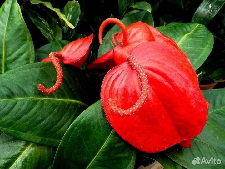 Антуриумы цветущие разные, детки антуриумов
