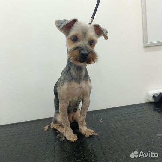 Груминг собак