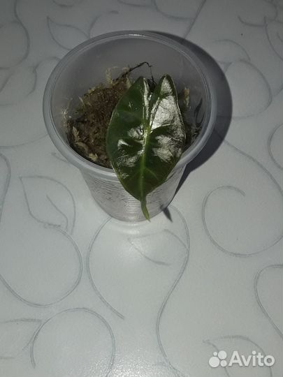 Алоказия Полли и Блек Вельвет