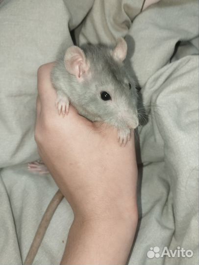 Декоративная крыса