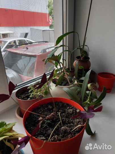 Комнатные растения