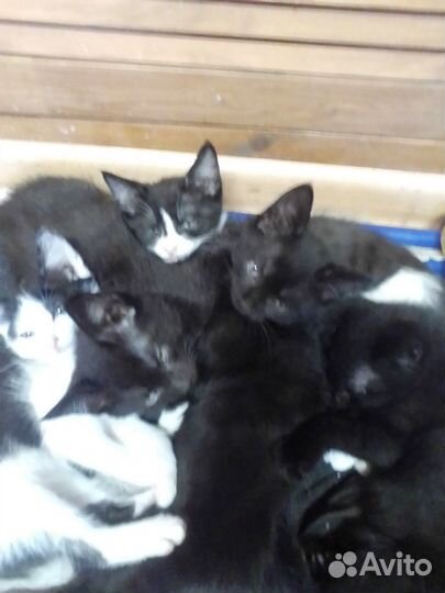 Отдам котят в добрые руки