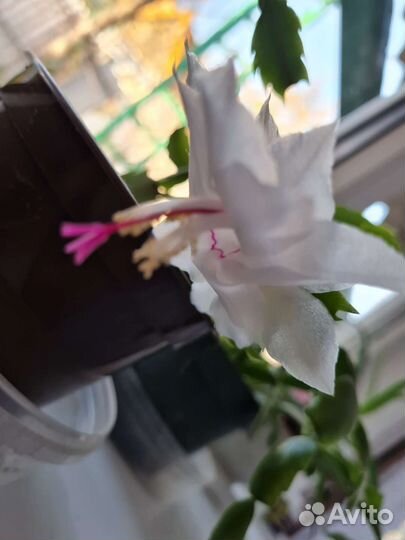 Декабрист цвета морковный, белый, фуксия