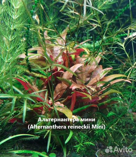 Аквариумные растения