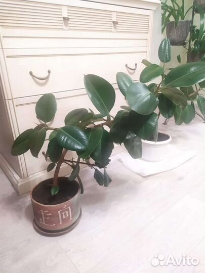 Фикусы (мкр Щ)