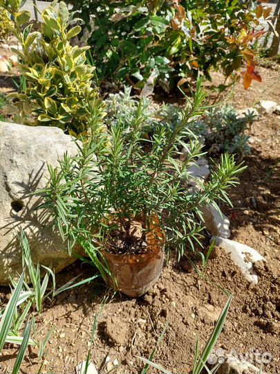 Розмарин,жимолость