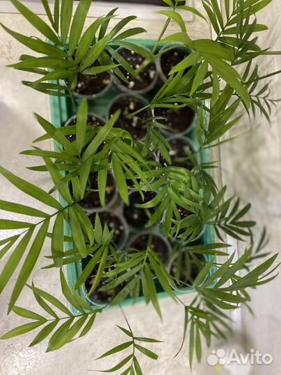 Хамедорея пальма