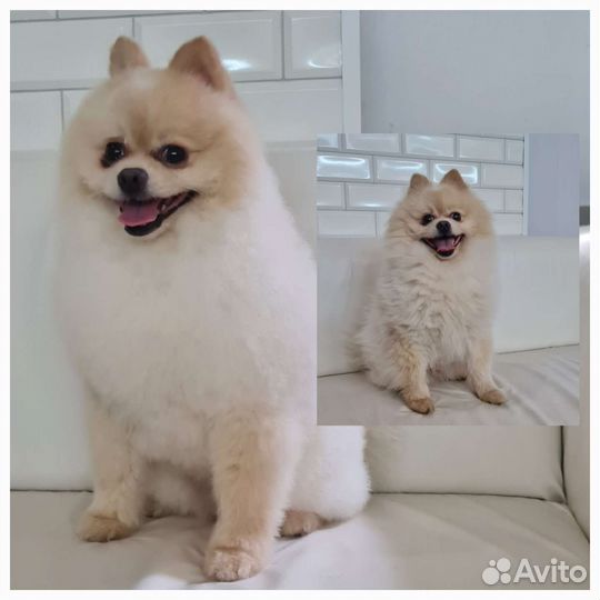 Груминг, стрижка собак и кошек, зоогостиница