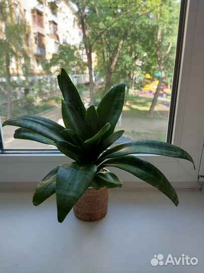 Сансевиерия Хана