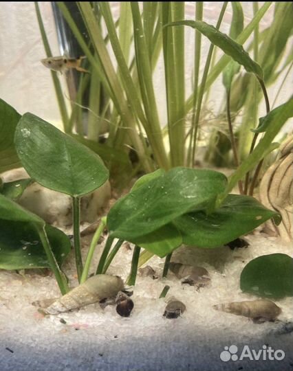 Улитки катушки и мелании