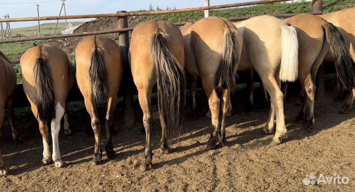 Лошади (жеребцы живой вес)