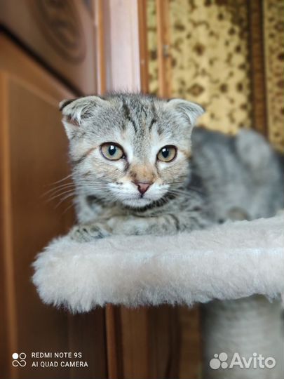 Котенок вислоушка