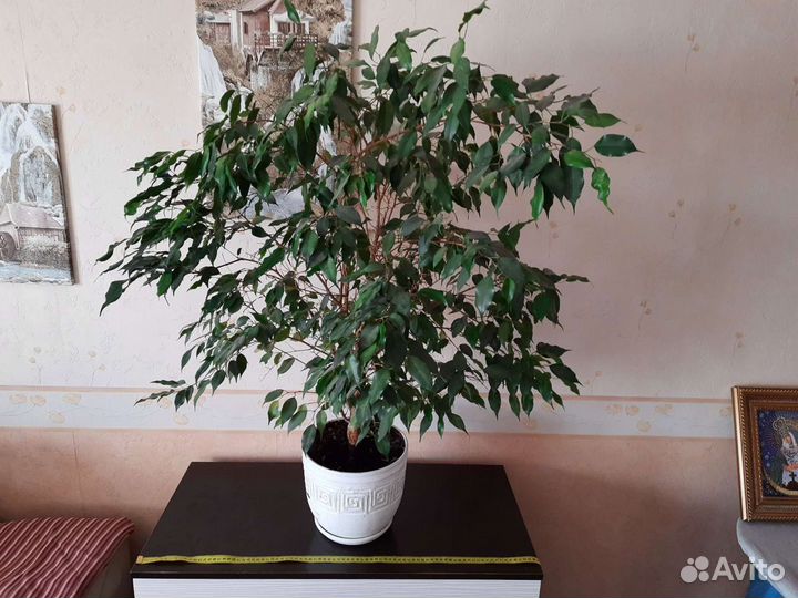 Фикус бенджамина 9 лет 100см на 100см крона