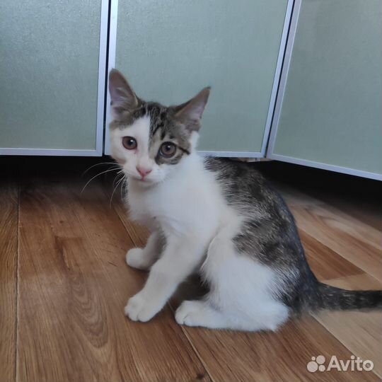 Котик 2-3 месяца в добрые руки