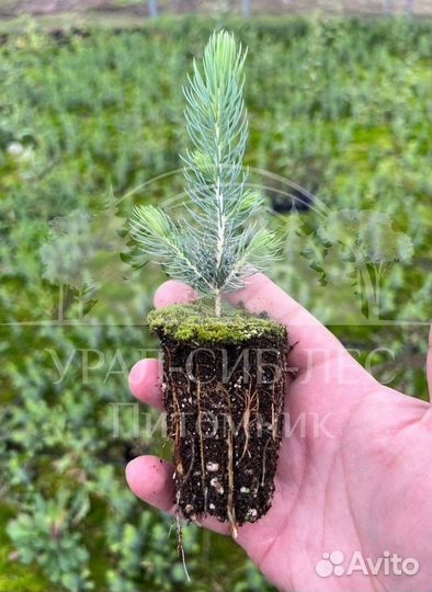 Голубая ель с зкс сеянцы