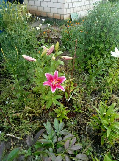 Дача 48,3 м² на участке 5,8 сот.