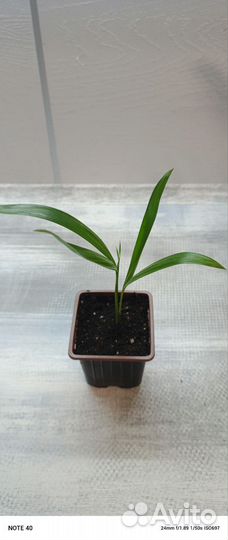 Пальма Арека Дипсис