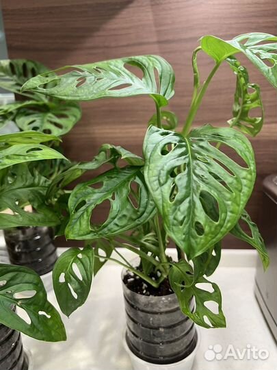 Монстера Адансона (манки), сингониум