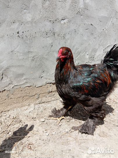 Петушки Брама