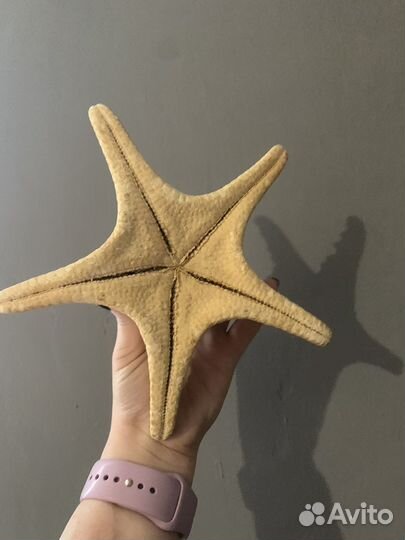 Засушиная звезда морская