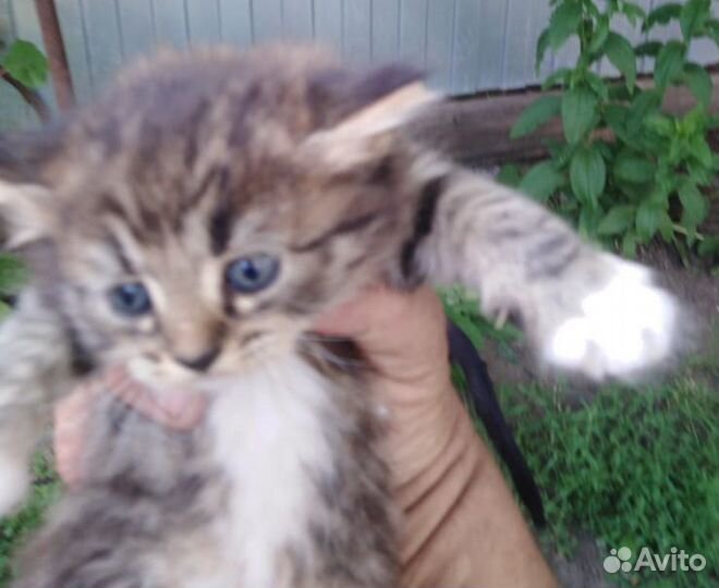 Отдам котенка в добрые руки