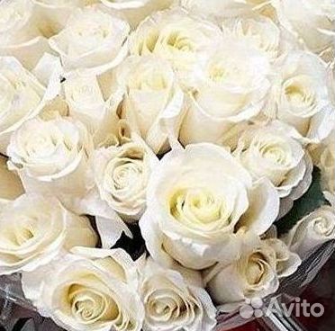 Высокие Розы с Доставкой